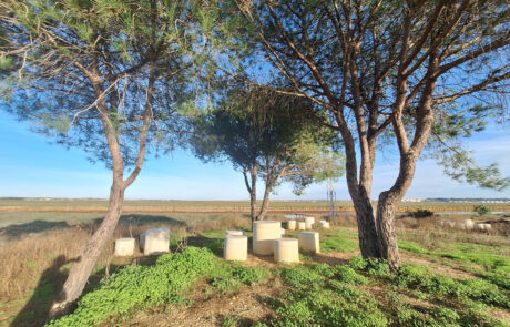 Conjunto de bancos circulares de hormigón prefabricado entre árboles en entorno rural
